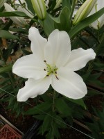 [5344 Okayama 16 ST No02.JPG]